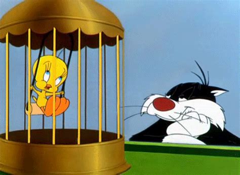 Discover and Share the best GIFs on Tenor. . Tweety bird gif